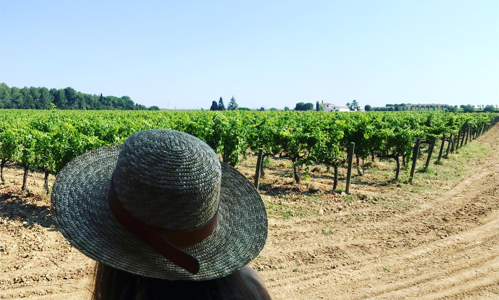 Vineyard tour departing from Sitges to taste the finest wines of Penedes and Barcelona vineyards